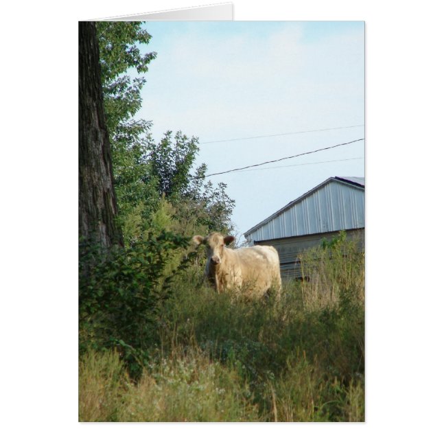 Beautiful Bovine Cards (Front)