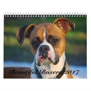Beautiful Boxers 2017 Calendar by WestCoastBoxerRescue at Zazzle