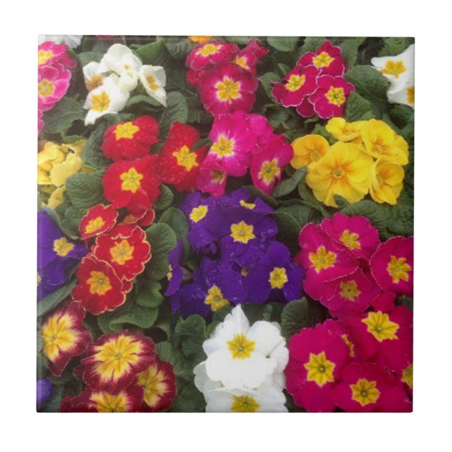Beautiful Bright Polyanthus flowers Ceramic Tile (Front)