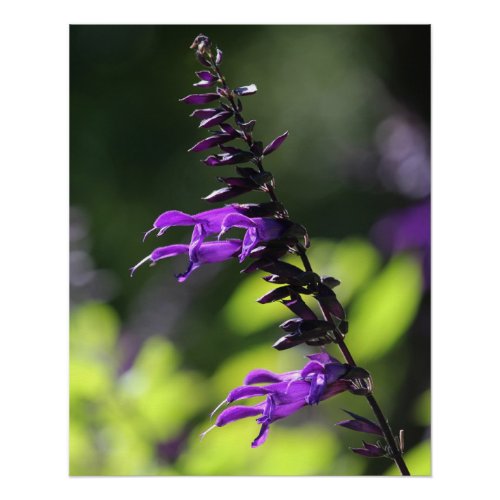 Beautiful Bright Purple Salvia Amistad Flowers Poster