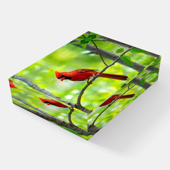Beautiful Bright Red Cardinal in a Tree Paperweight (Angled)