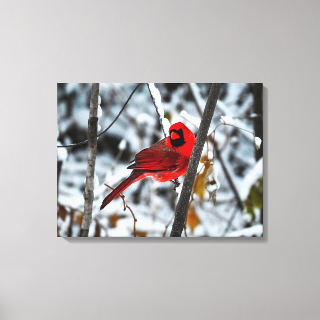 Beautiful Bright Red Cardinal in the Snow Canvas Print (Front)