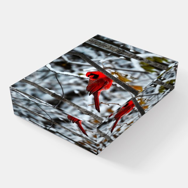 Beautiful Bright Red Cardinal in the Snow Paperweight (Angled)