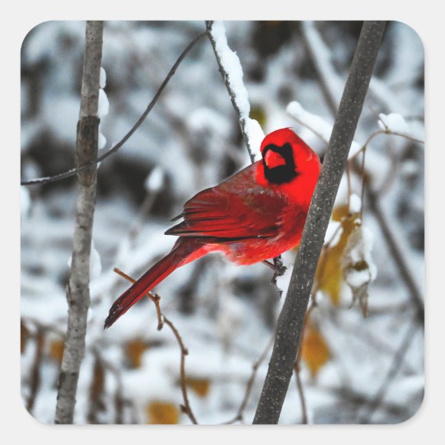 Beautiful Bright Red Cardinal in the Snow Square Sticker (Front)