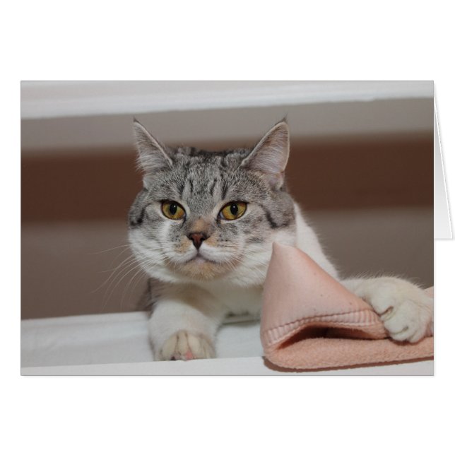 Beautiful British Shorthair Tomcat (Front Horizontal)