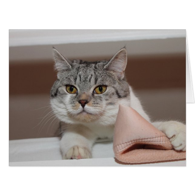 Beautiful British Shorthair Tomcat Cards (Front Horizontal)