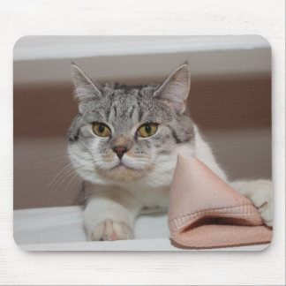 Beautiful British Shorthair Tomcat Mouse Pad