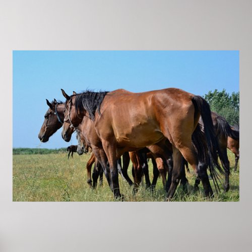 Beautiful Brown Bay Horse Poster