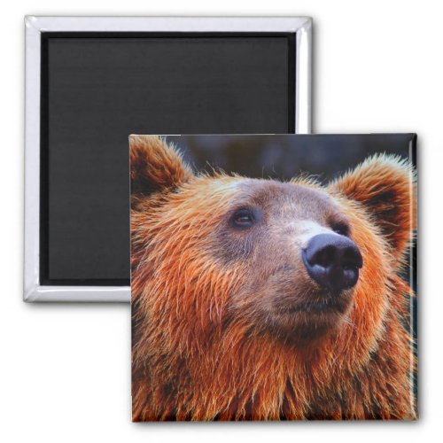 Beautiful Brown Bear Portrait Wildlife Photo Magnet