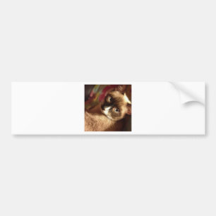 Beautiful Brown Cat Bumper Sticker