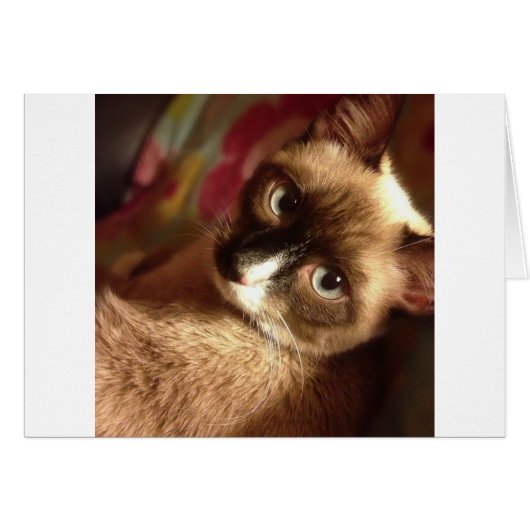 Beautiful Brown Cat Cards (Front Horizontal)