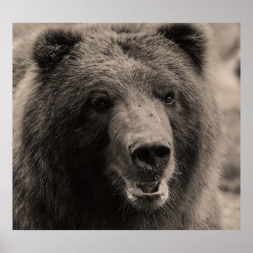 Beautiful Brown Grizzly Bear Poster