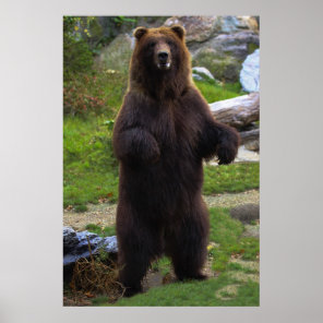 Beautiful Brown Grizzly Bear Poster