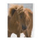 Beautiful Brown Horse Fleece Blanket