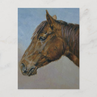 Beautiful Brown Horse Portrait Postcard