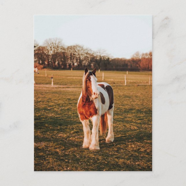 Beautiful Brown Paint Draft Horse Photo Postcard (Front)