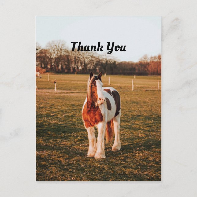 Beautiful Brown Paint Draft Horse Photo Thank You Postcard (Front)