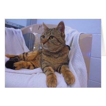 Beautiful Brown Tabby Card