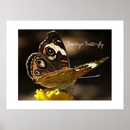 Beautiful Buckeye Butterfly on a Yellow Flower Poster