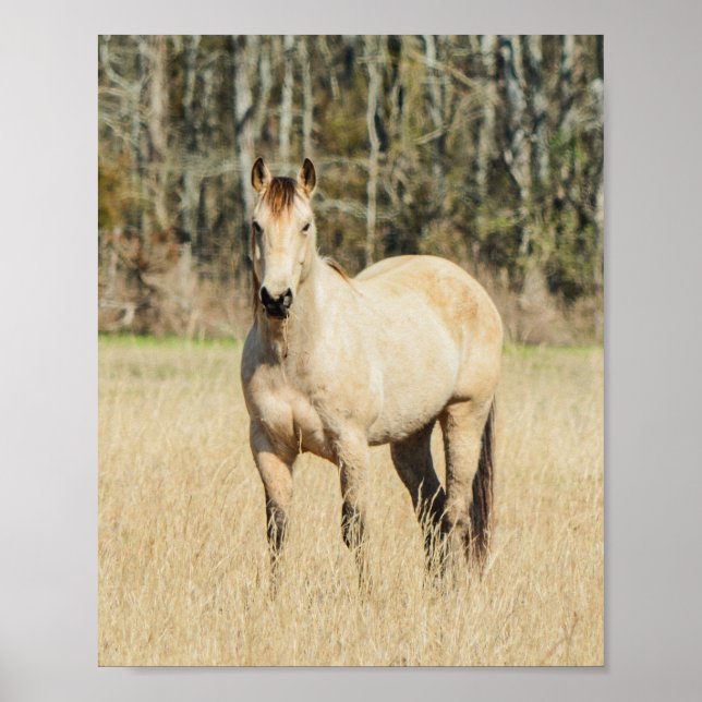 Beautiful Buckskin Horse Poster (Front)