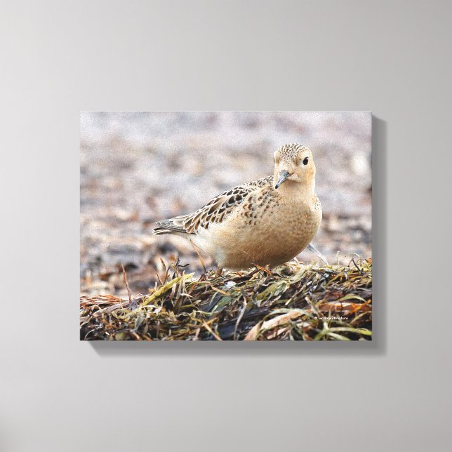 Beautiful Buff-Breasted Sandpiper at the Beach Canvas Print (Front)