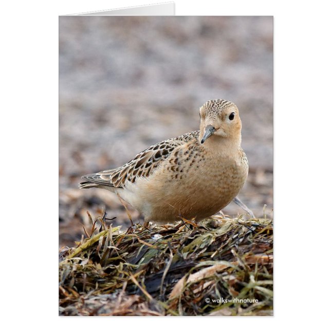 Beautiful Buff-Breasted Sandpiper at the Beach Cards (Front)