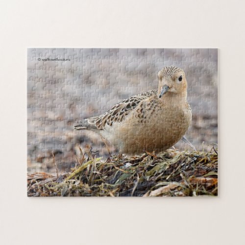 Beautiful Buff_Breasted Sandpiper at the Beach Jigsaw Puzzle