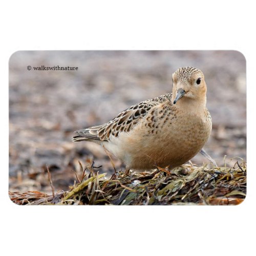 Beautiful Buff_Breasted Sandpiper at the Beach Magnet