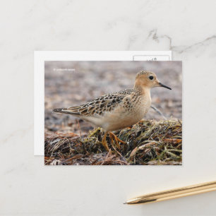 Beautiful Buff-Breasted Sandpiper at the Beach Postcard