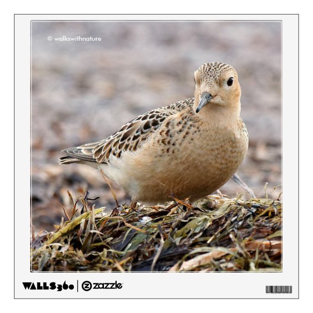 Beautiful Buff-Breasted Sandpiper at the Beach Wall Decal (Front)