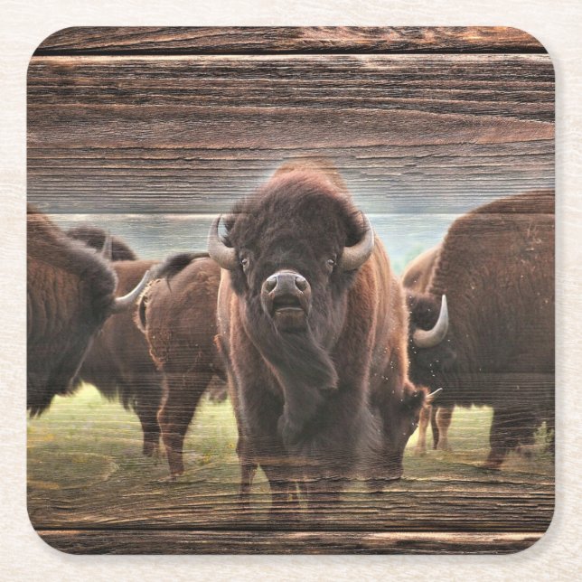 Beautiful Buffalo Herd Square Paper Coaster (Front)