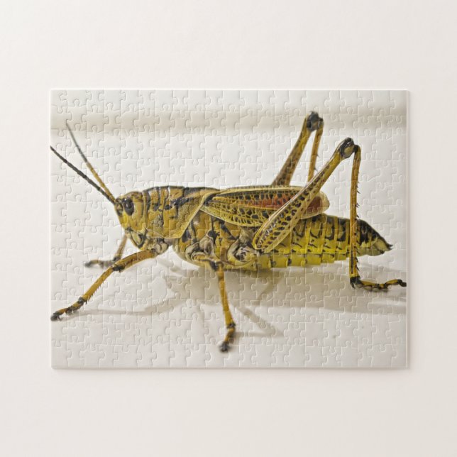 Beautiful Bug Grasshopper Locust Photo Puzzle (Horizontal)