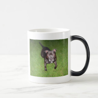 Beautiful bull-terrier color morph mug 