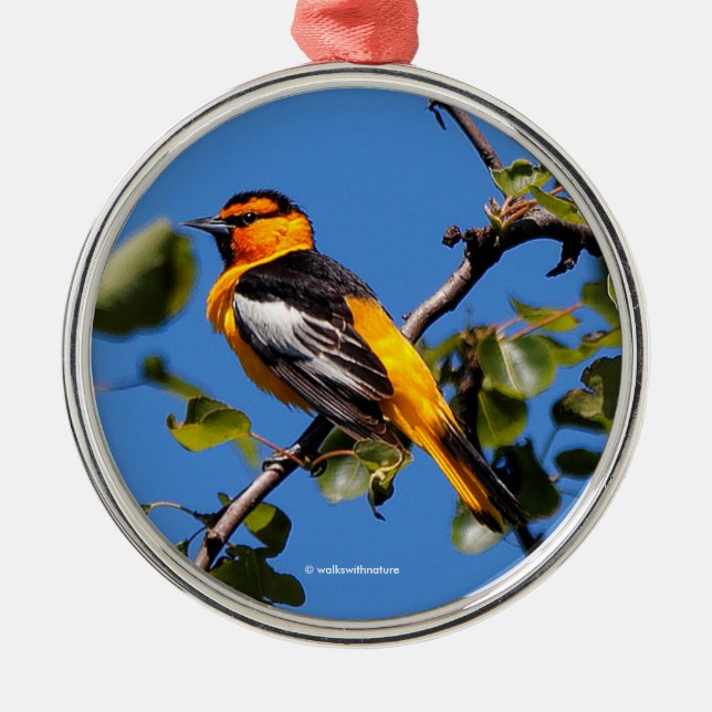 Beautiful Bullock's Oriole the Pear Tree Metal Ornament (Front)