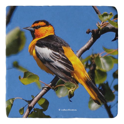 Beautiful Bullocks Oriole the Pear Tree Trivet