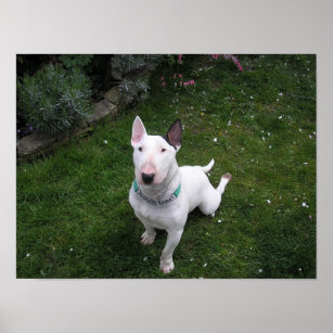 Just Bully English Bull Terrier Cartoon Dog - English Bull Terrier -  Sticker