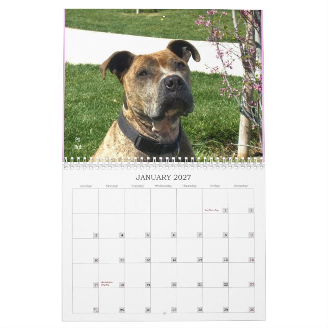 Beautiful Bullys 2012 Dog Calendar (Jan 2027)