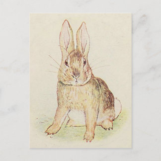 Beautiful Bunny Postcard