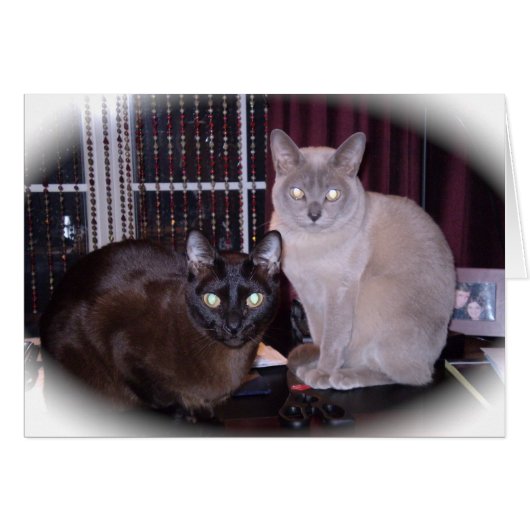 Beautiful Burmese (Front Horizontal)