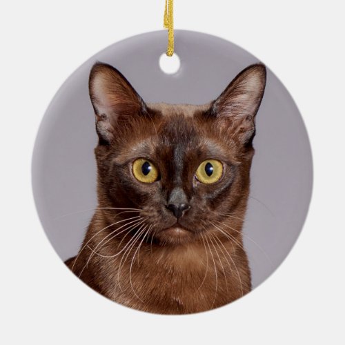 Beautiful Burmese Cat Close Up Ceramic Ornament