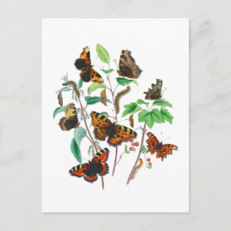 Beautiful Butterflies Postcard