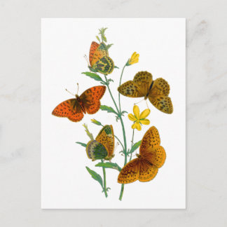 Beautiful Butterflies Postcard