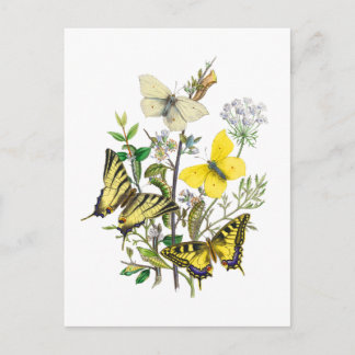 Beautiful Butterflies Postcard