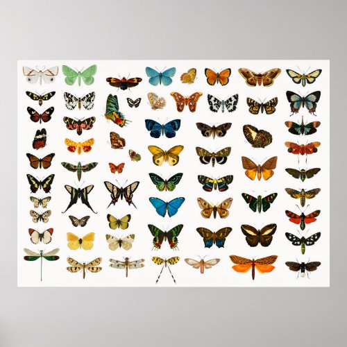 Beautiful Butterflies Poster