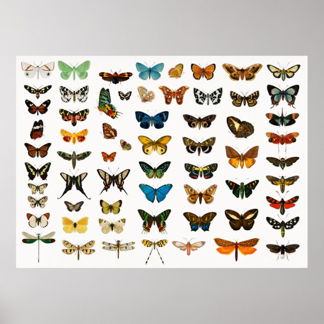 Beautiful Butterflies Poster (Front)