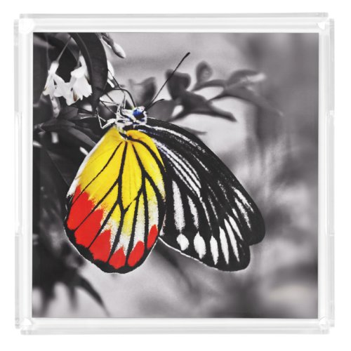 Beautiful Butterfly Acrylic Tray