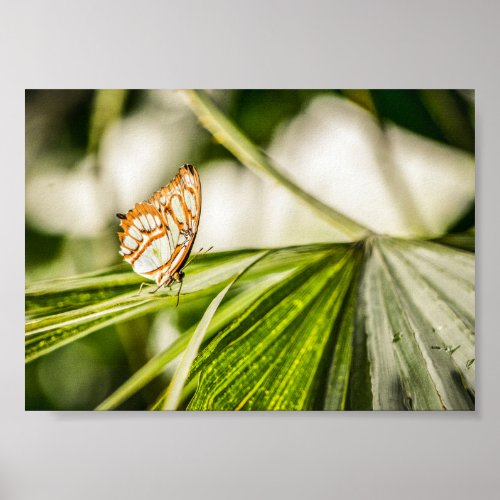 Beautiful Butterfly and Tropical Plant Archival Poster