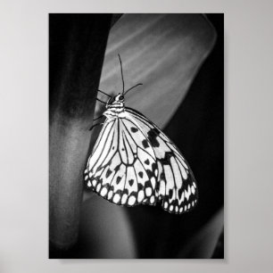 Beautiful Butterfly Black and White Archival Poster