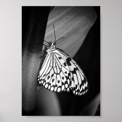  Beautiful Butterfly Black and White Archival  Poster