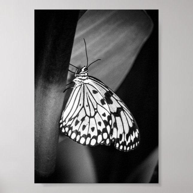  Beautiful Butterfly Black and White Archival  Poster (Front)